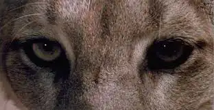 anima mundi.webp