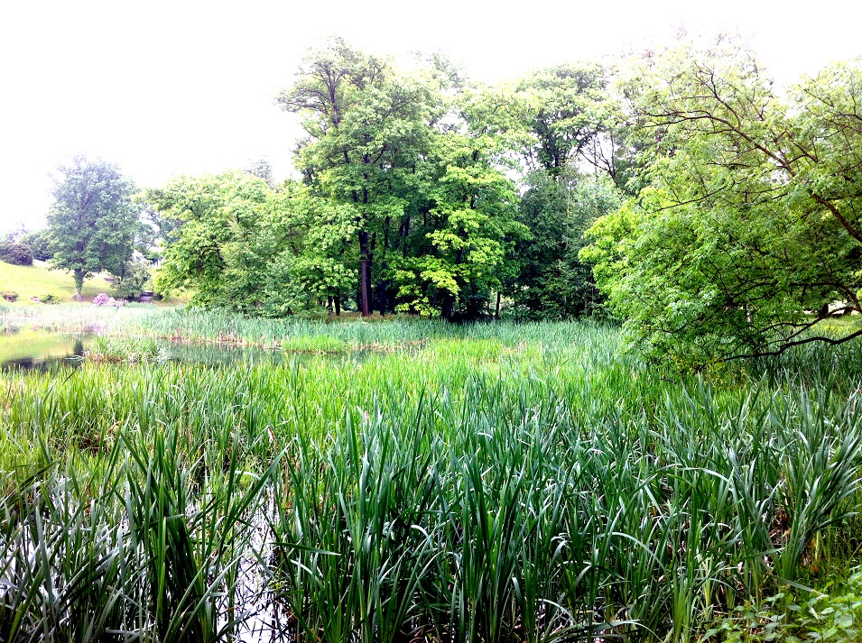lesopark s rybníkem v Raduni.JPG