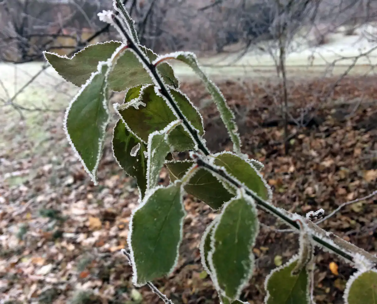 light-and-snow.webp