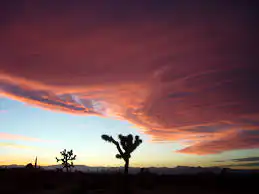 mojave desert.webp